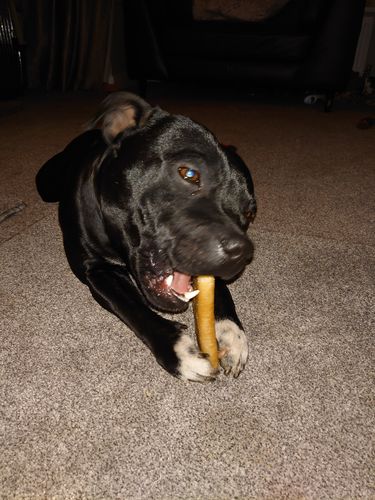 Customer photo review of BAF Yak Chews