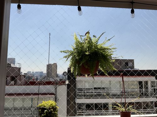 Customer photo review of Helecho Boston