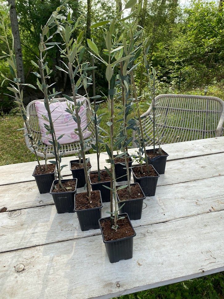Customer photo review of Petits oliviers