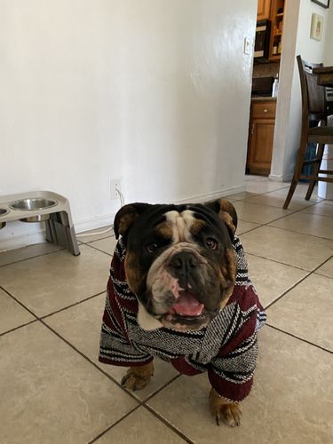 Customer photo review of Playa Poncho