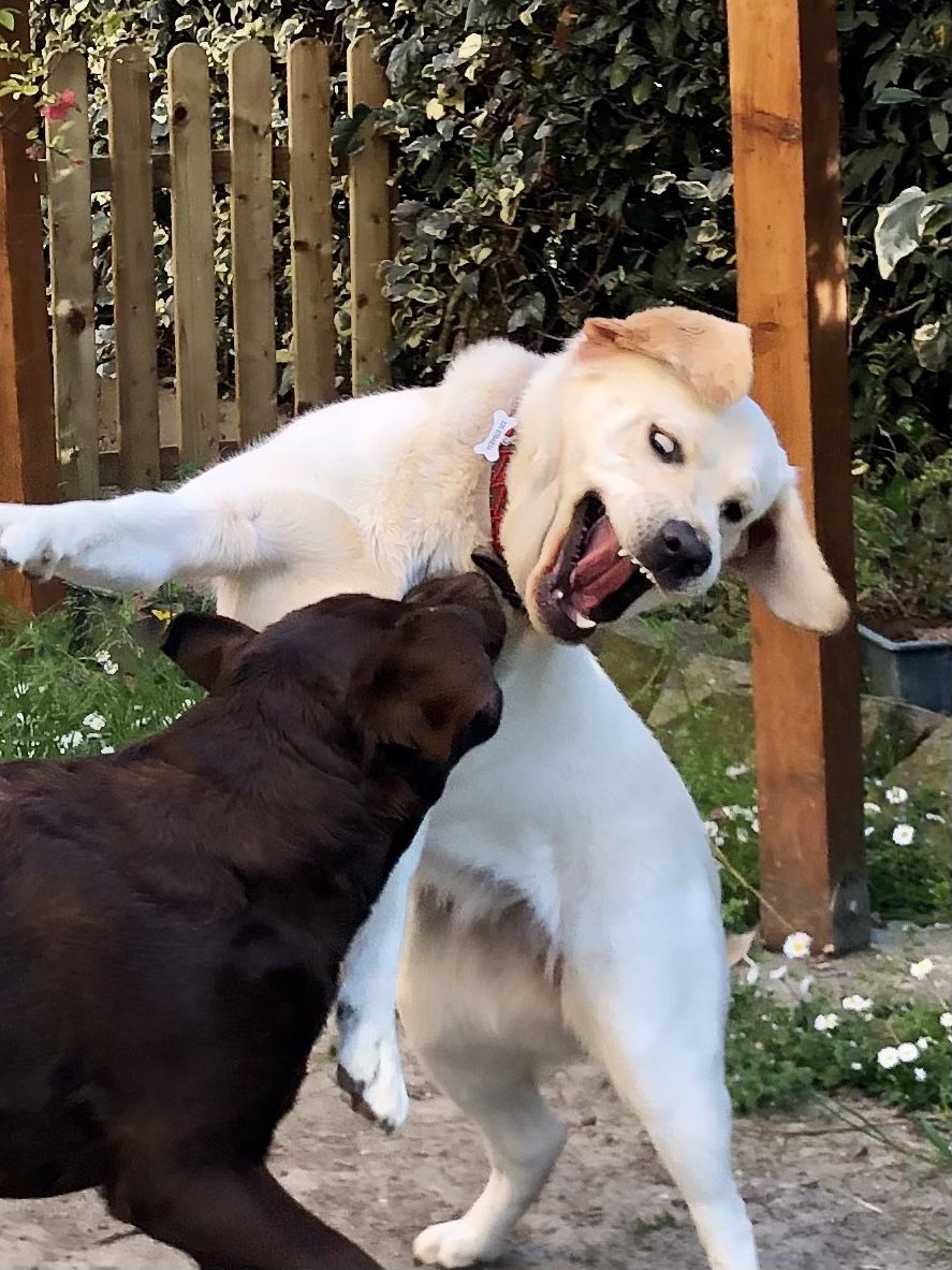 Customer photo review of NUCRON MAXI (60 cpr) – Ripristina la flora intestinale nel cane e nel gatto