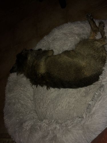 Customer photo review of Puppery Kuschelbett - Das Original