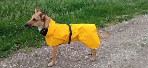 Customer photo review of Visibility Raincoat Lite Yellow for Dogs