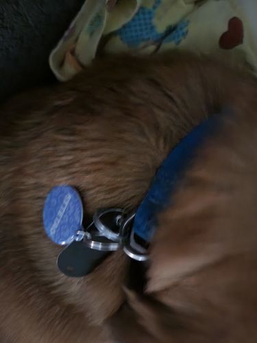 Customer photo review of Just Paws