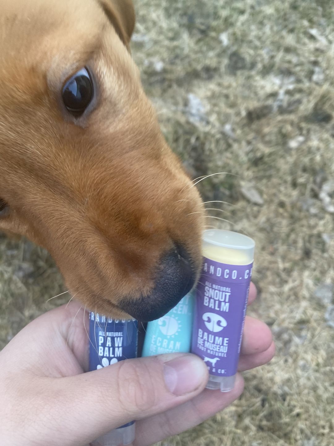 Customer photo review of The Essentials Pack (Paw Balm, Snout Balm & Snout Screen)