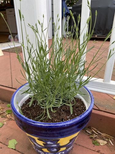 Customer photo review of Lavender Phenomenal 1 Gallon