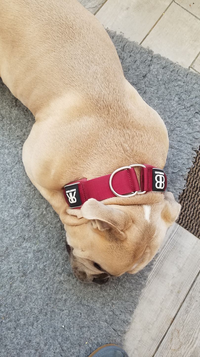 Customer photo review of 5cm RR Collar | Soft Padded & Reflective | Series 2 - Burgundy