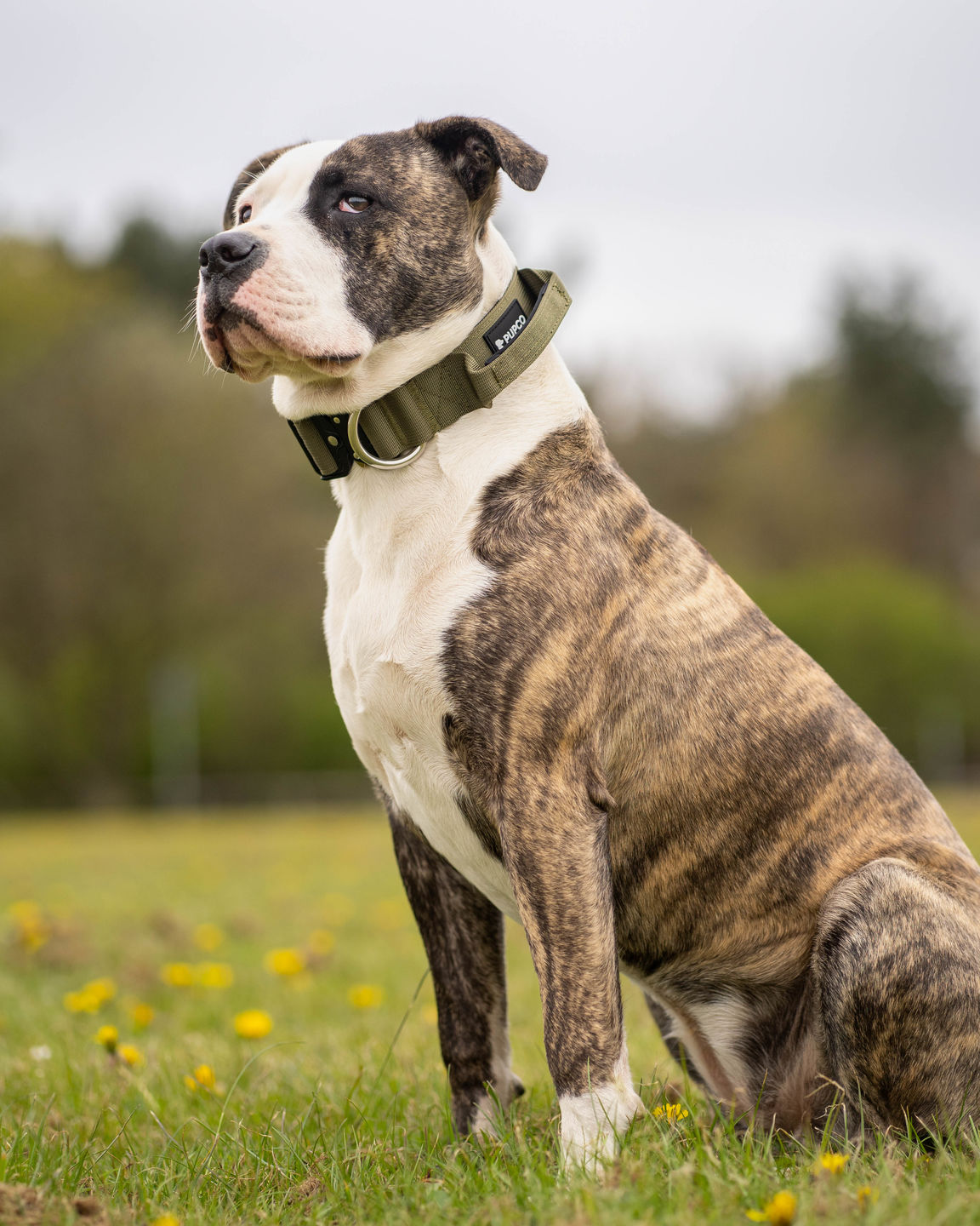 Customer photo review of PUPCO Performance collar with handle 4CM - Khaki