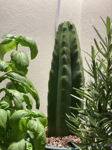 Customer photo review of San Pedro Cactus | Small | Echinopsis pachanoi