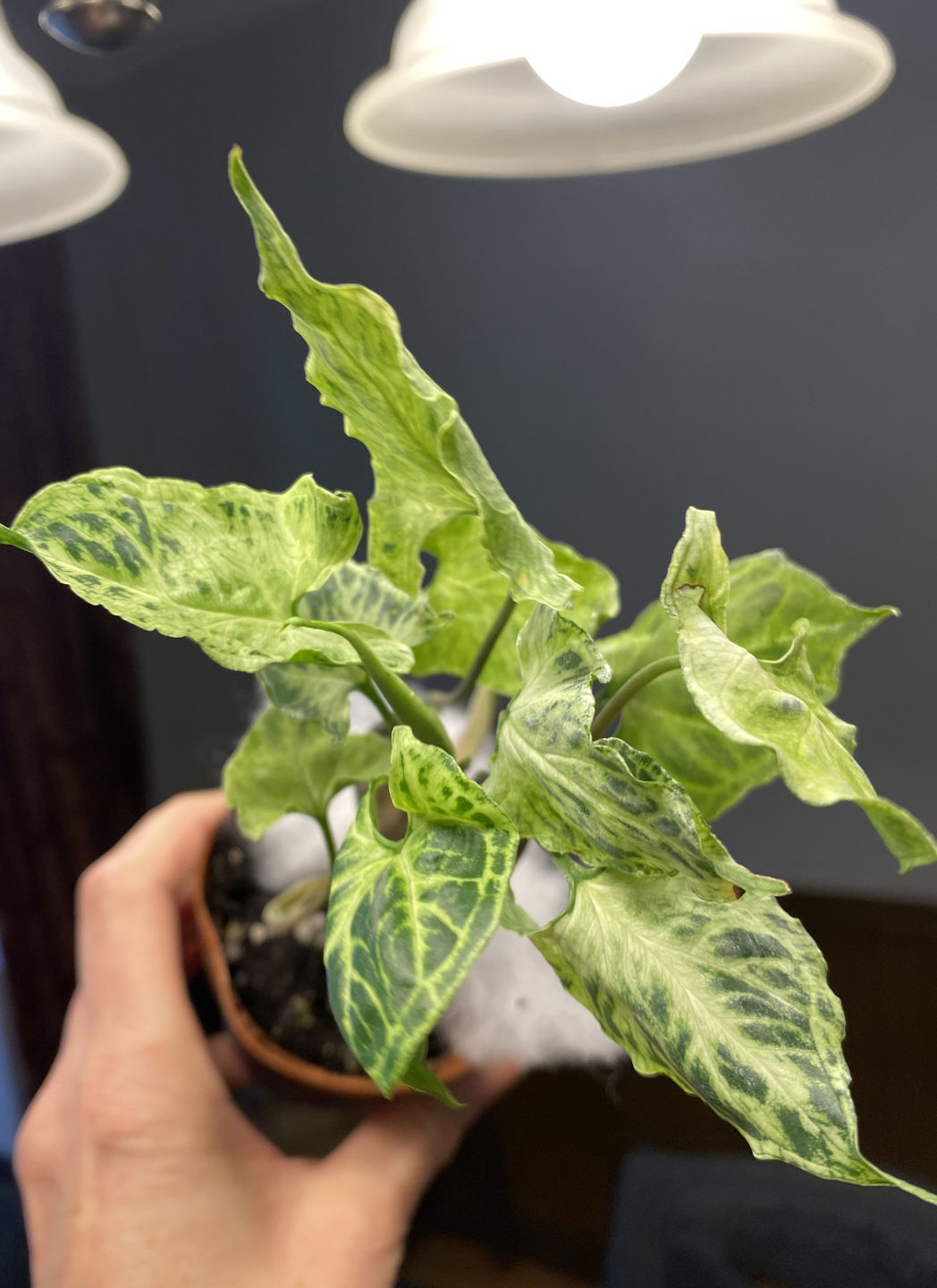 Customer photo review of 3" Syngonium podophyllum 'Batik'