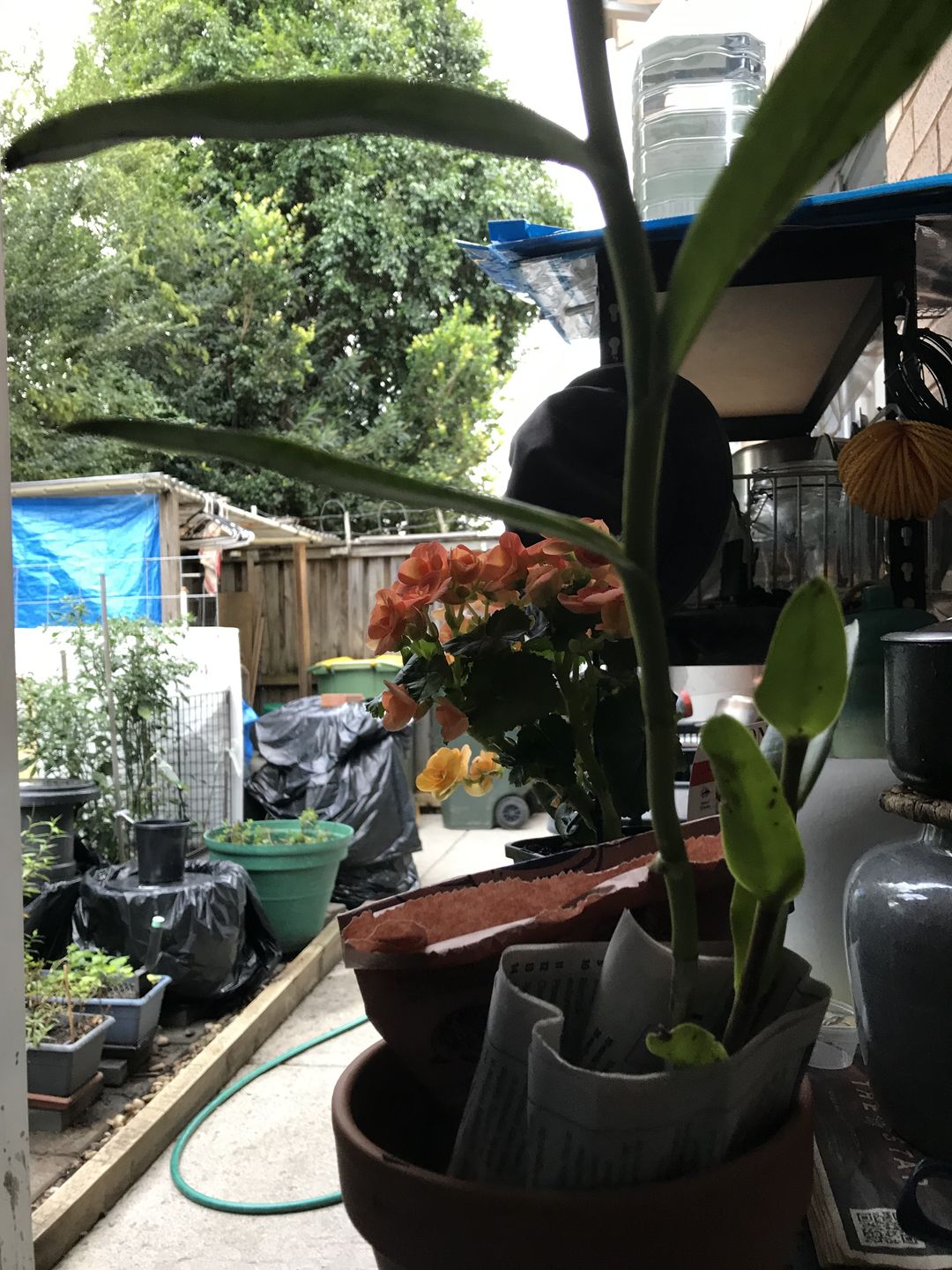Customer photo review of Hippeastrums