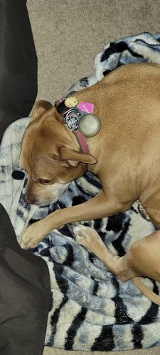 Customer photo review of Polkadog