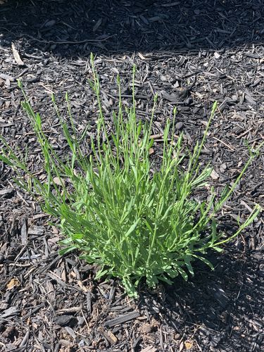 Customer photo review of Lavender Phenomenal 1 Gallon