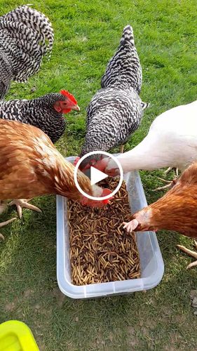 Customer video review of BlackTasty™ Getrocknete Soldatenfliegenlarven