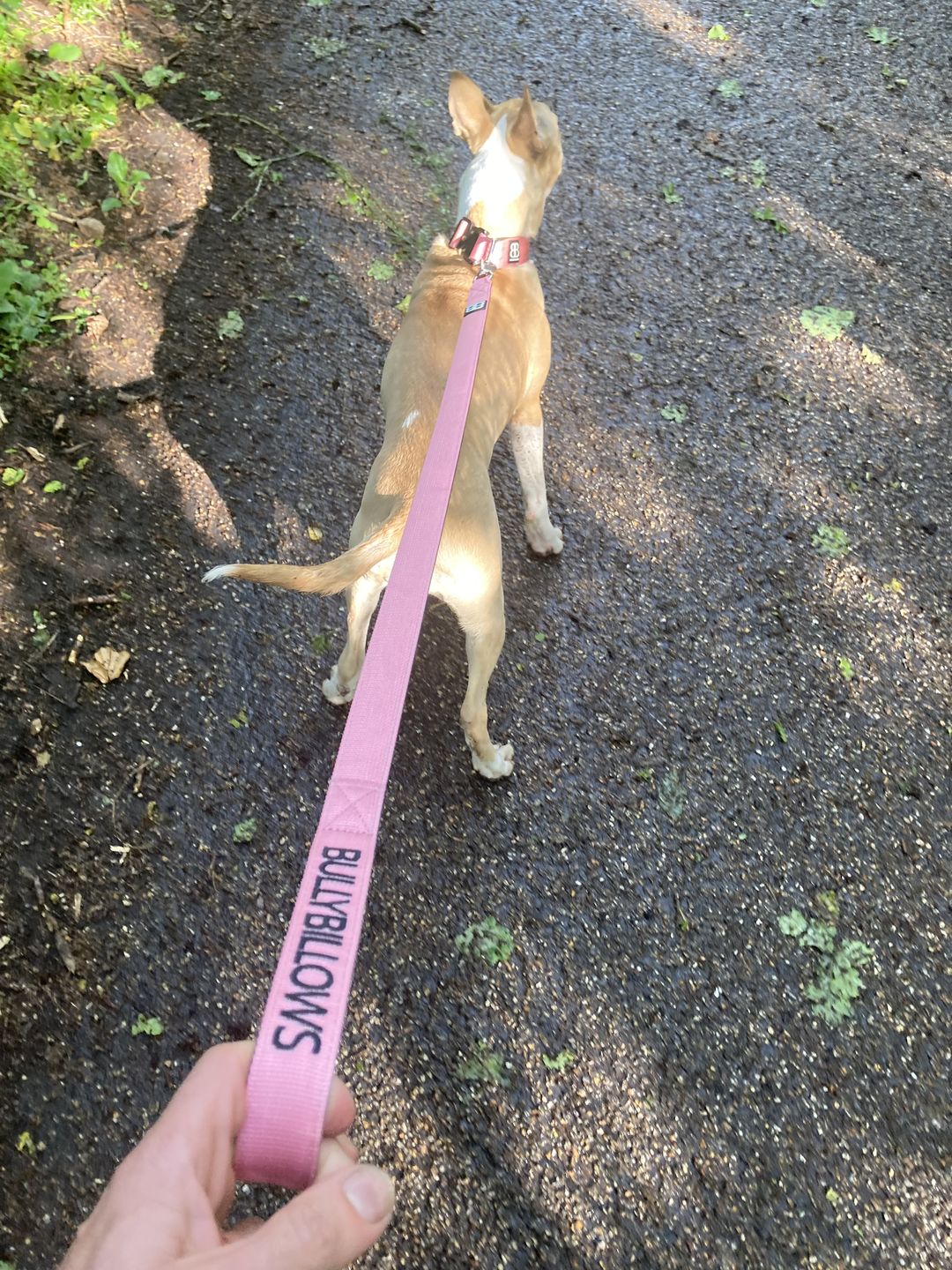 Customer photo review of 4cm Combat® Collar | Rated Clip - NO HANDLE - Pink v2.0