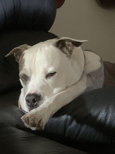 Steve D. review of Beef Hoof filled with Kangaroo Meat - long lasting healthy & nutritious image 1 out of 1