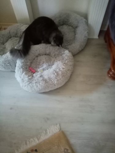Customer photo review of Hundebett rund Wuscheldonut