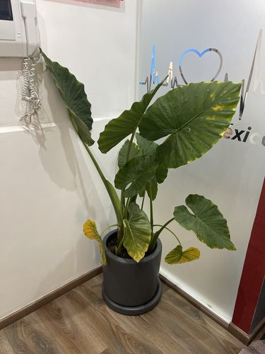 Customer photo review of Kit El Color nos une