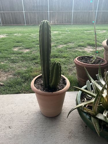 Customer photo review of San Pedro Cactus | Large Branching | Echinopsis pachanoi
