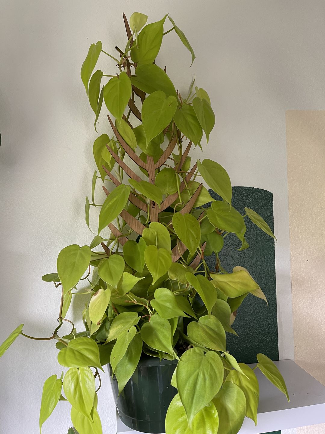 Customer photo review of Palmella - Plant trellis inspired by the Palm Leaf