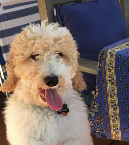 Customer photo review of Signature Tin