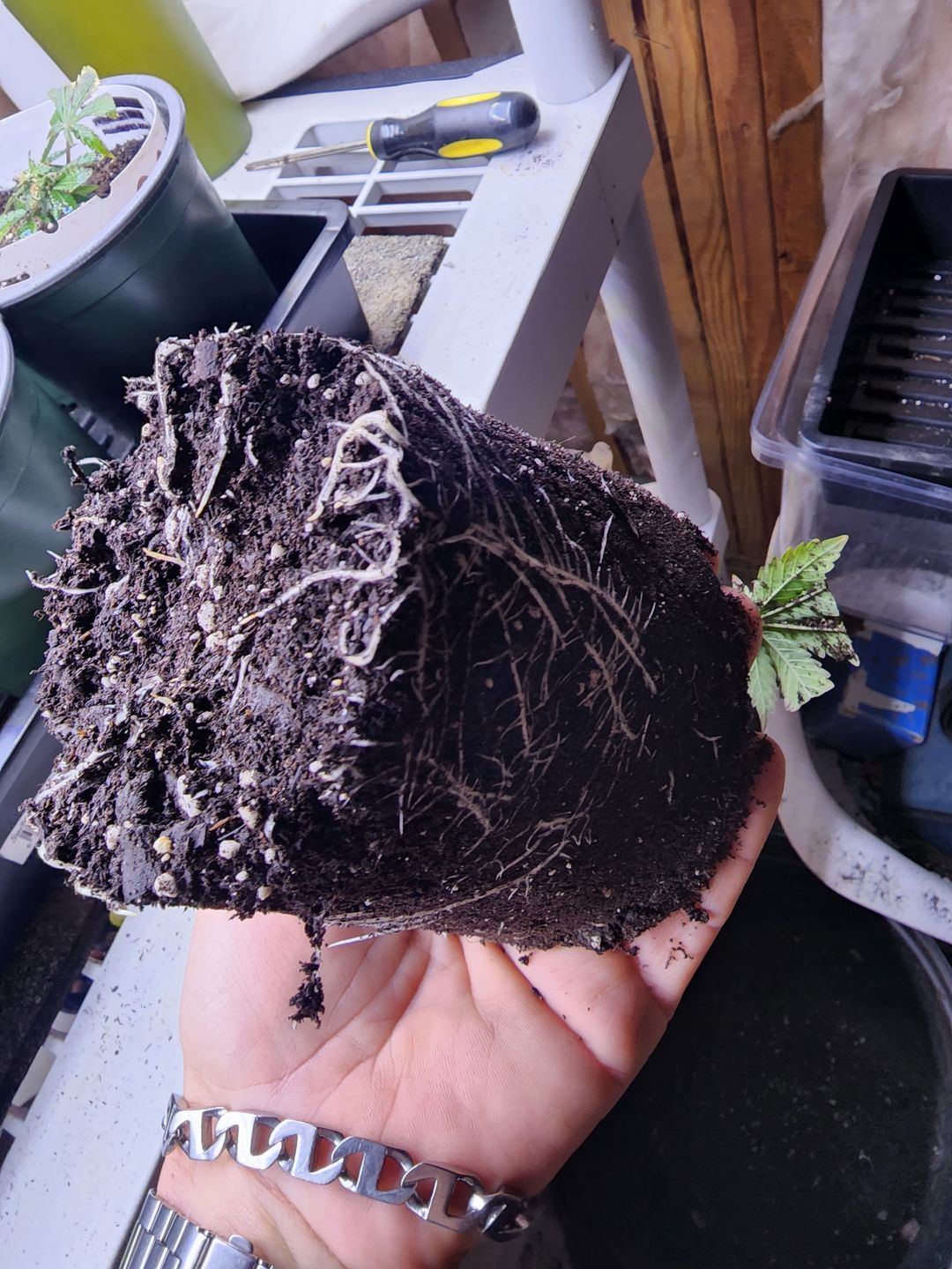 Customer photo review of Ancient Soil