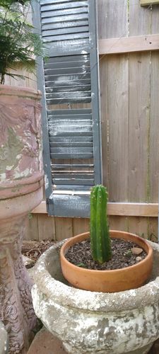 Customer photo review of San Pedro Cactus | Echinopsis pachanoi