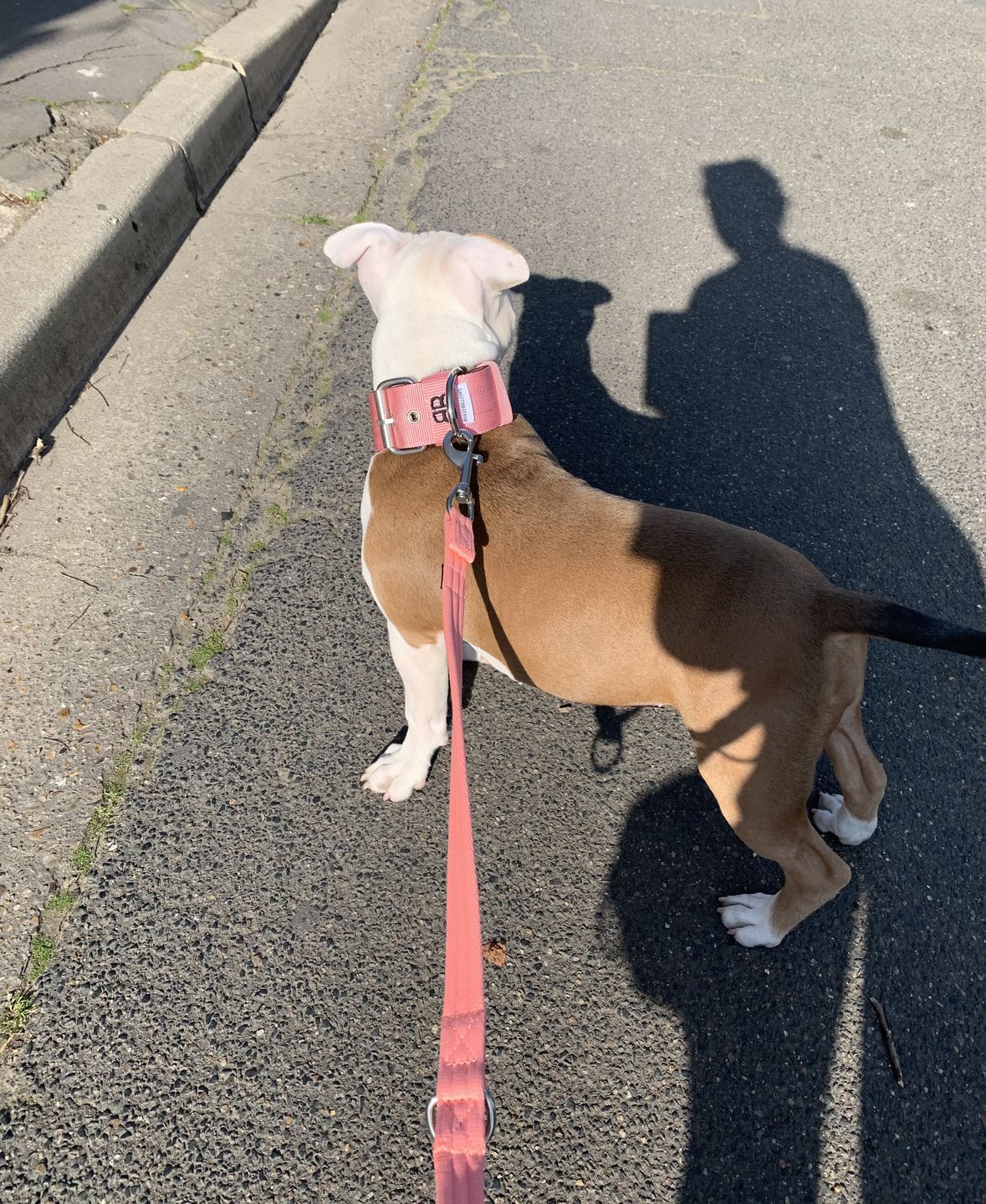 Customer photo review of 5cm Nylon Dog Collar - Pink v2.0
