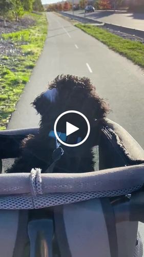 Customer video review of All In One Pet Carrier Bag | Dog Bike Basket | Backpack for Dogs & Cats | Car Booster Seat