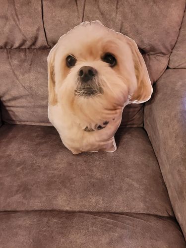Customer photo review of Create A Custom Dog Pillow