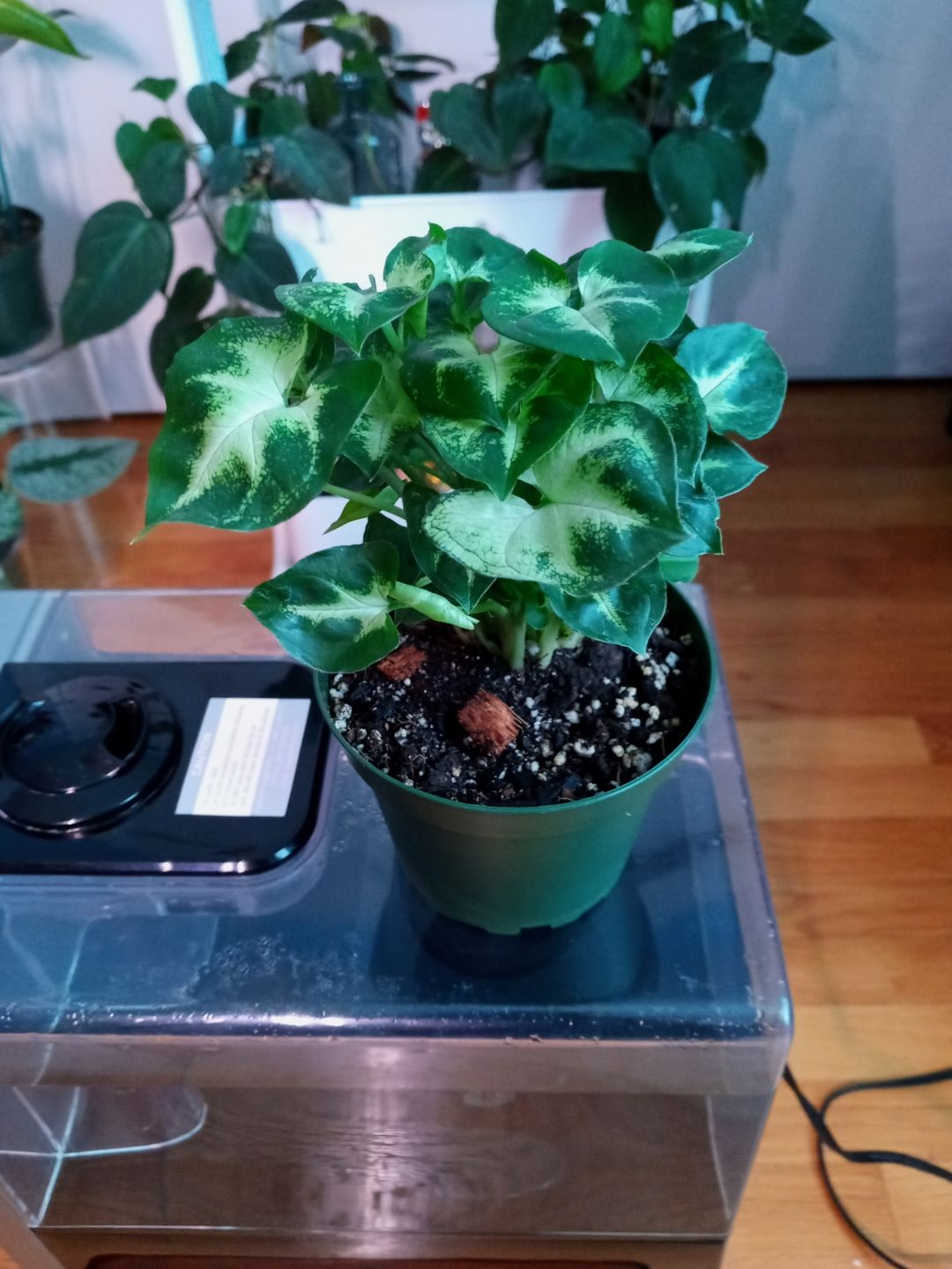 Customer photo review of 4" Syngonium podophyllum 'Pixie'