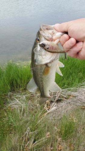 Customer photo review of Headbanger Cranky Shad