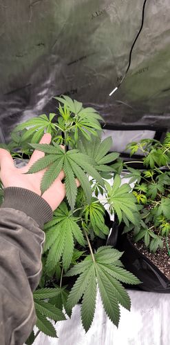 Customer photo review of Gaia Green Organic All Purpose Fertilizer 4-4-4