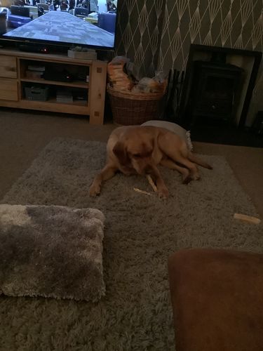 Customer photo review of Braided Lamb 100g