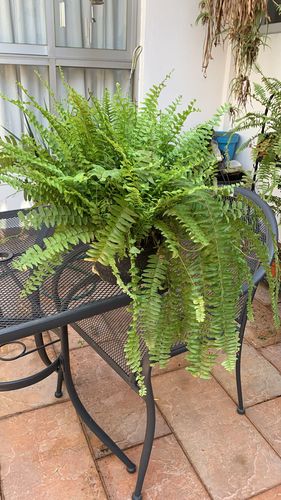 Customer photo review of Helecho Boston