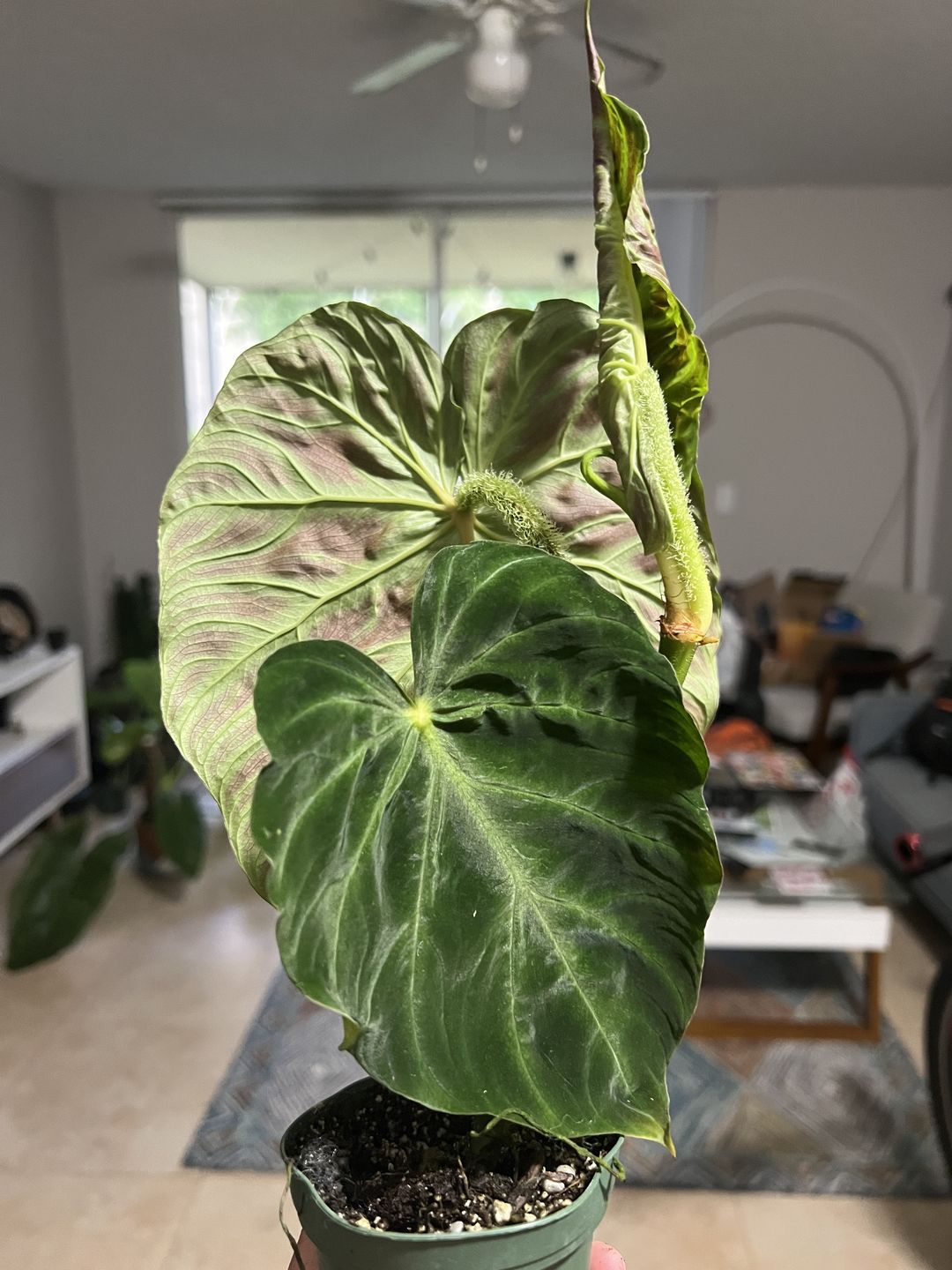 Customer photo review of 3" Philodendron verrucosum