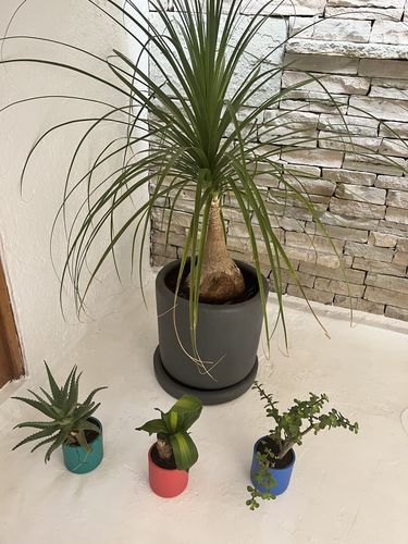 Customer photo review of Pata de Elefante