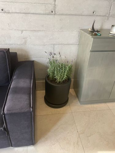 Customer photo review of Lavanda