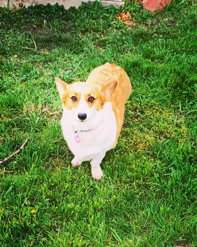 Customer photo review of Pink