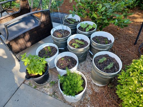 Customer photo review of Heirloom Vegetable Seeds - (55 Variety)