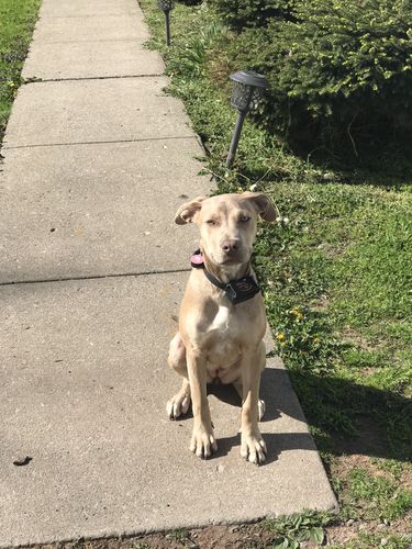 Customer photo review of Pink