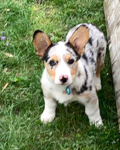 Customer photo review of Teal