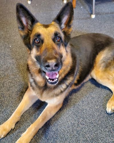 Customer photo review of Your Advanced Custom Diamond Painting Kit - Premium Quality