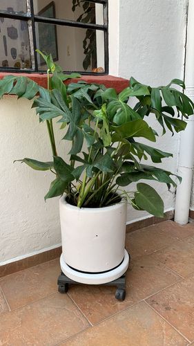 Customer photo review of Monstera Deliciosa