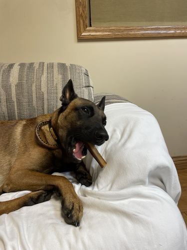 Customer photo review of 6 Inch Monster Bully Sticks