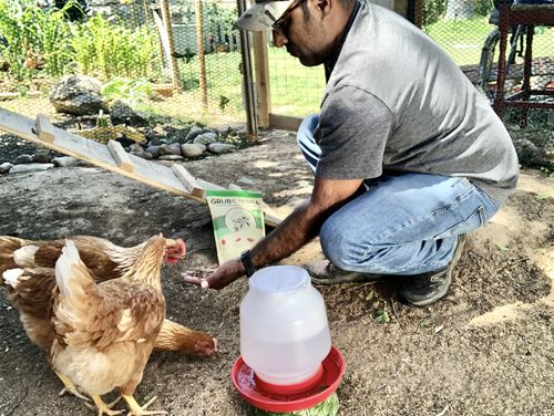 Customer photo review of GrubTerra Dried Black Soldier Fly Larvae