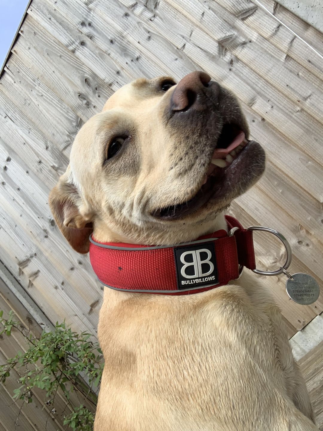 Customer photo review of 5cm Slip on Collar | Soft Padded & Reflective - Red v2.0