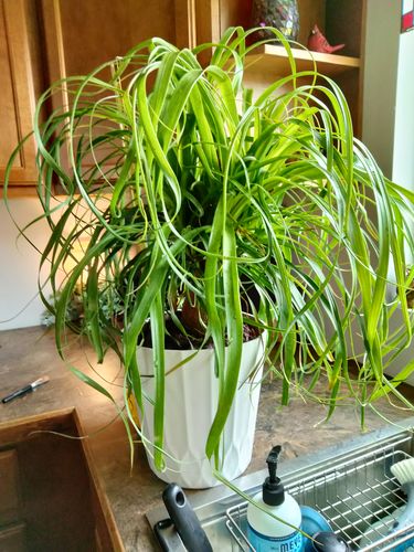 Customer photo review of Medium Ponytail Palm