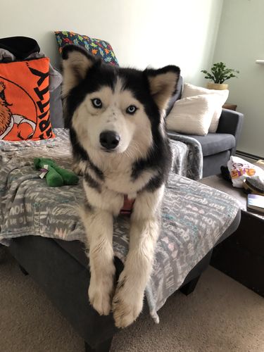 Customer photo review of Explorer