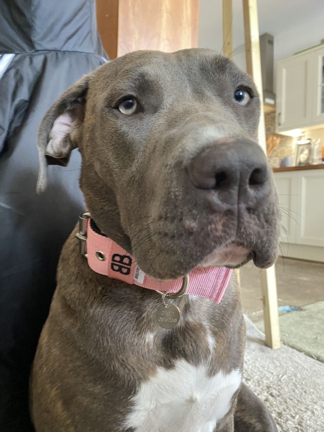 Customer photo review of 5cm Nylon Dog Collar - Pink v2.0